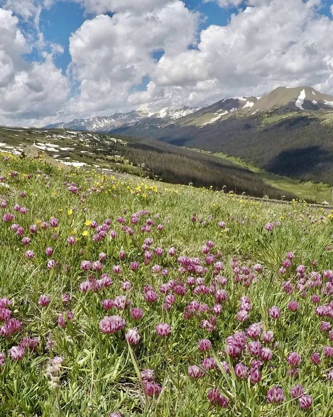 Picture of beautiful pink wildflowers spread across the grass with a mountain range in the background against blue sky and scattered white clouds