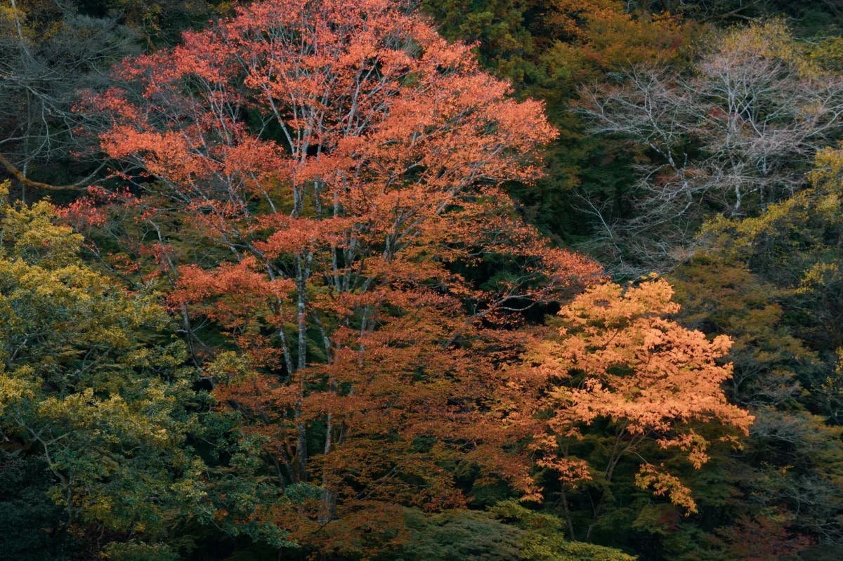 With fall, the leaves in Japan change colors