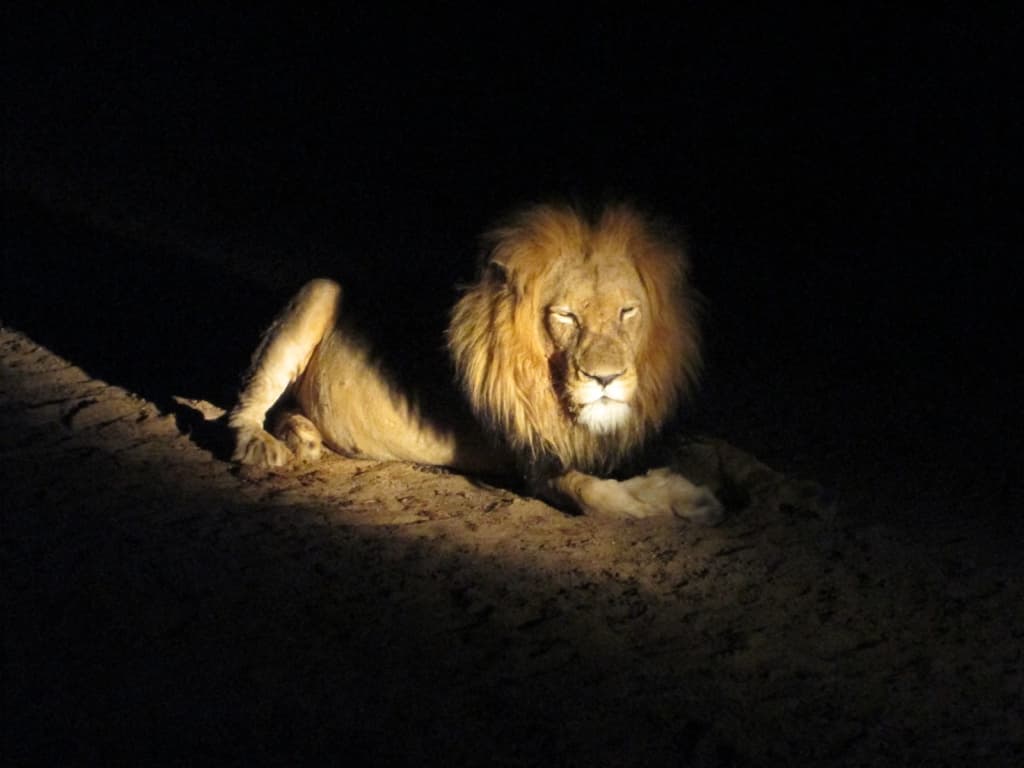 lion photo