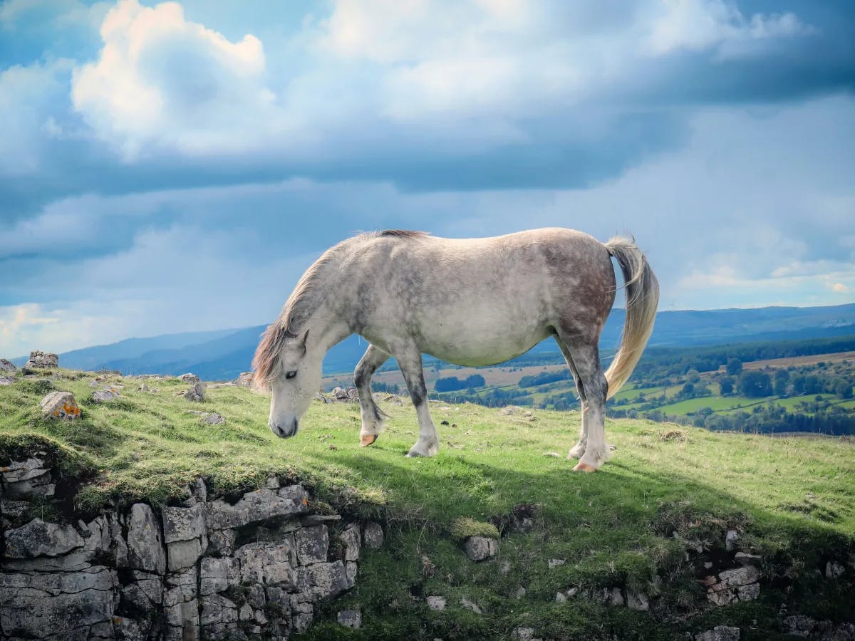A picture of a white colored pony on a green mountain under blue skies.