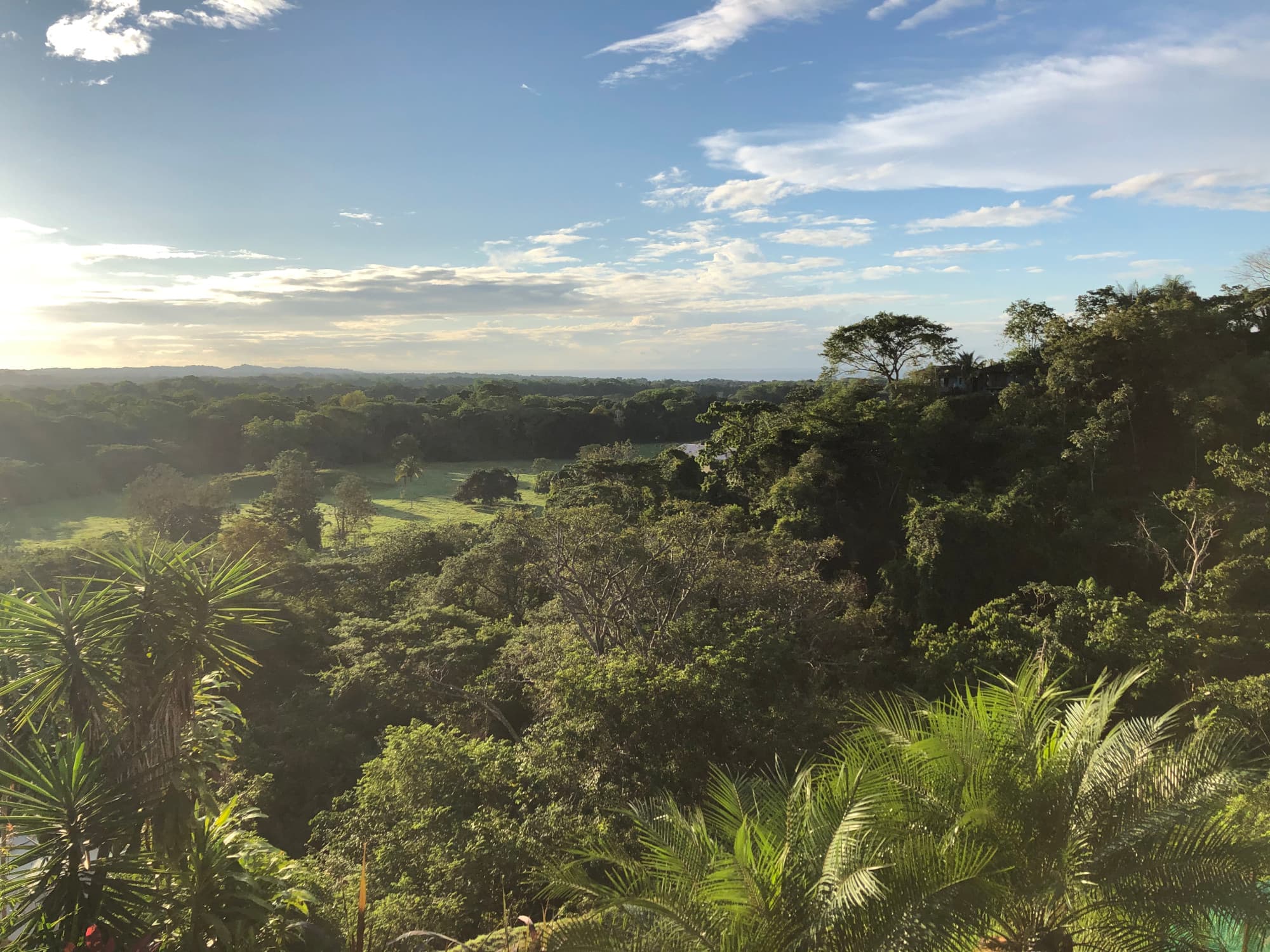 view of a jungle landscape at sunset