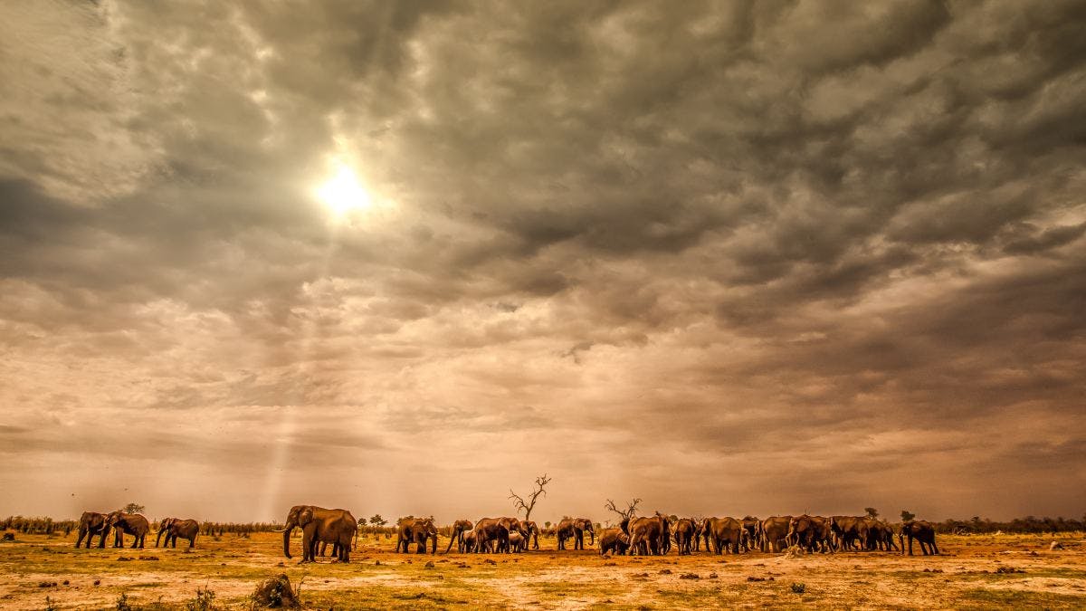 Group of elephants on field under cloudy sky 