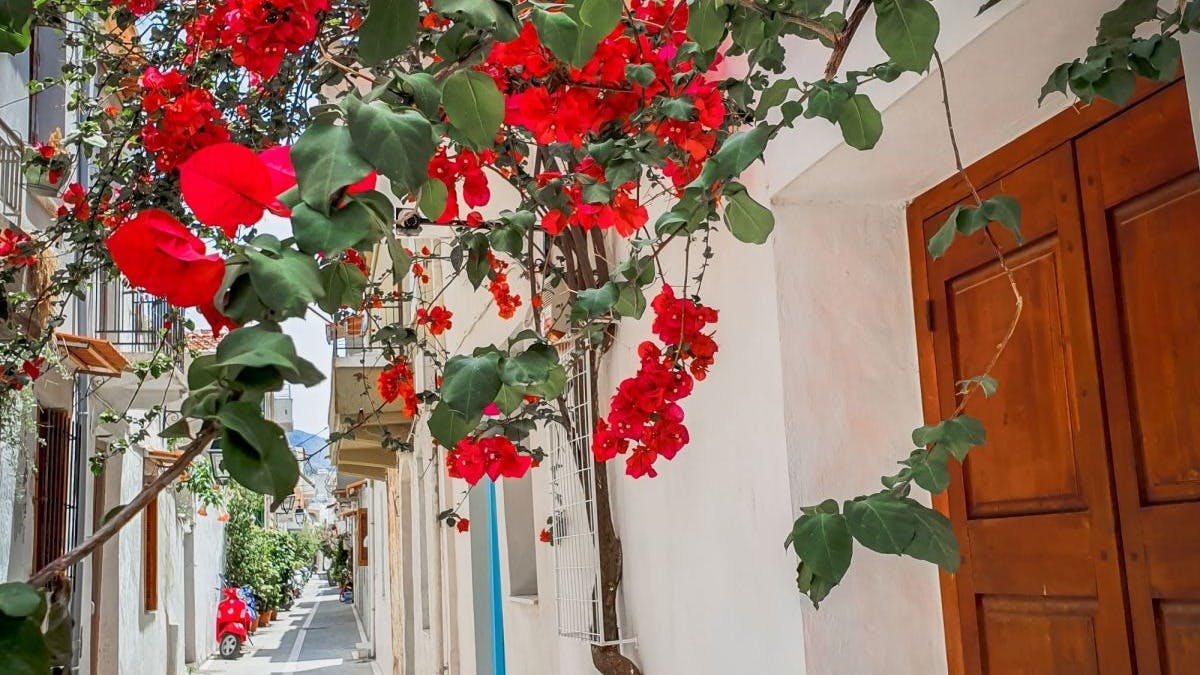 Red flowers in narrow alley way 