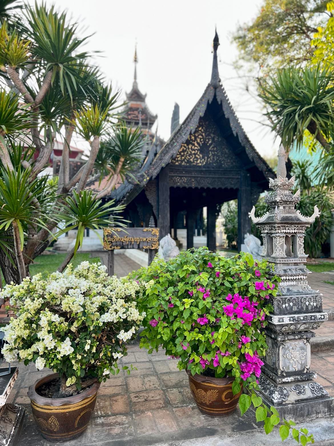 Beautiful plants placed in the garden