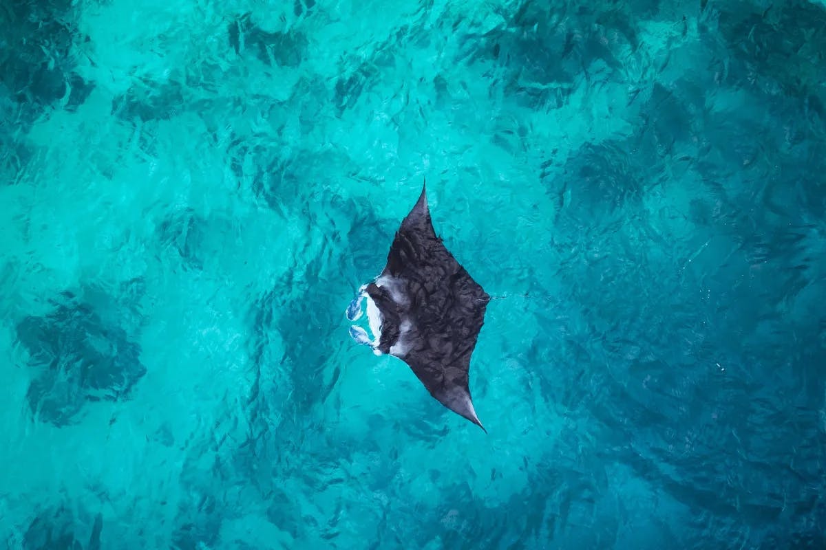 View of manta swimming in the water.