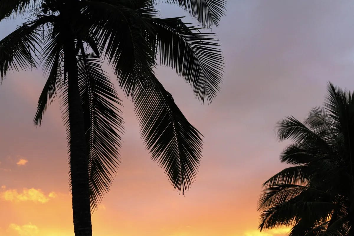 A silhouette of two palm trees in front of an orange and pink sunset. 