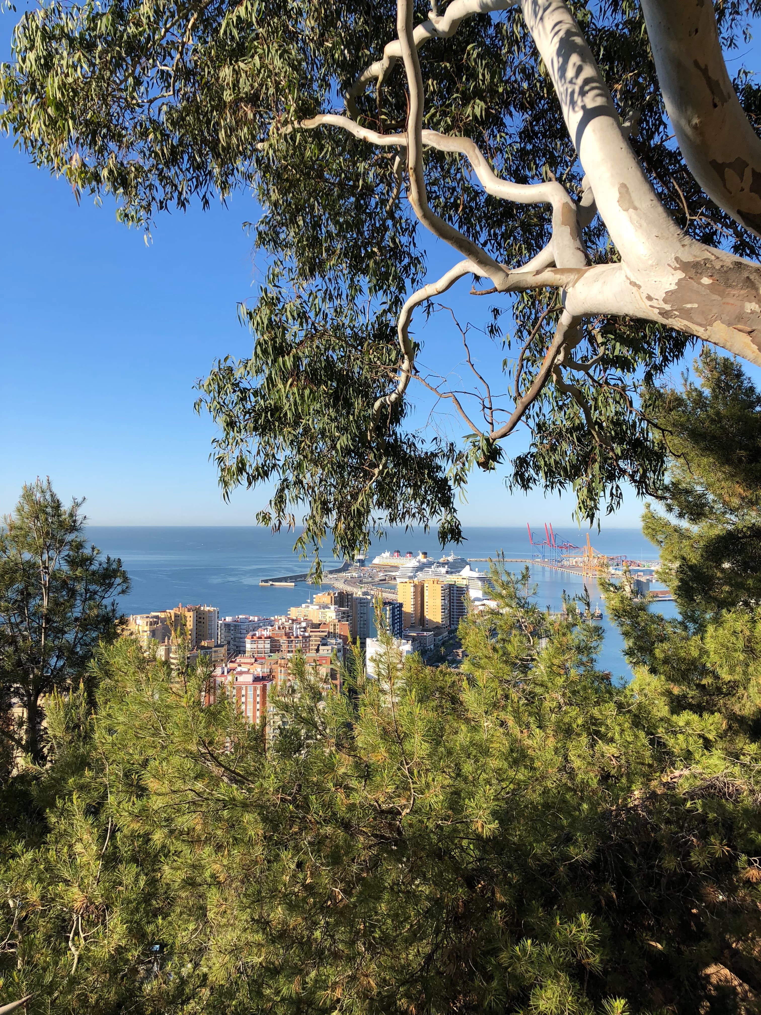View of tree and sea