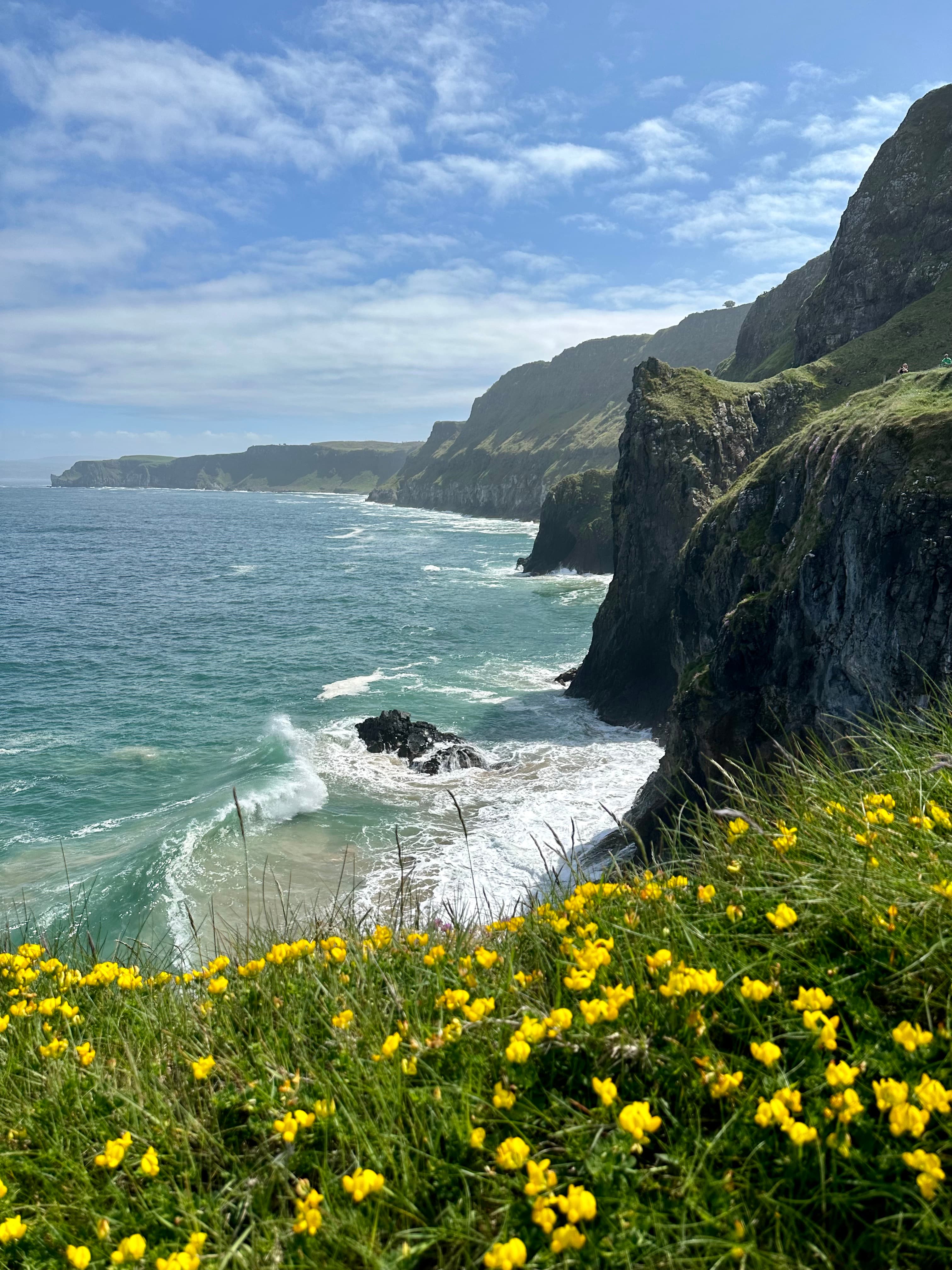 Yellow wild flowers scattered along a rocky cliff with the ocean in the background