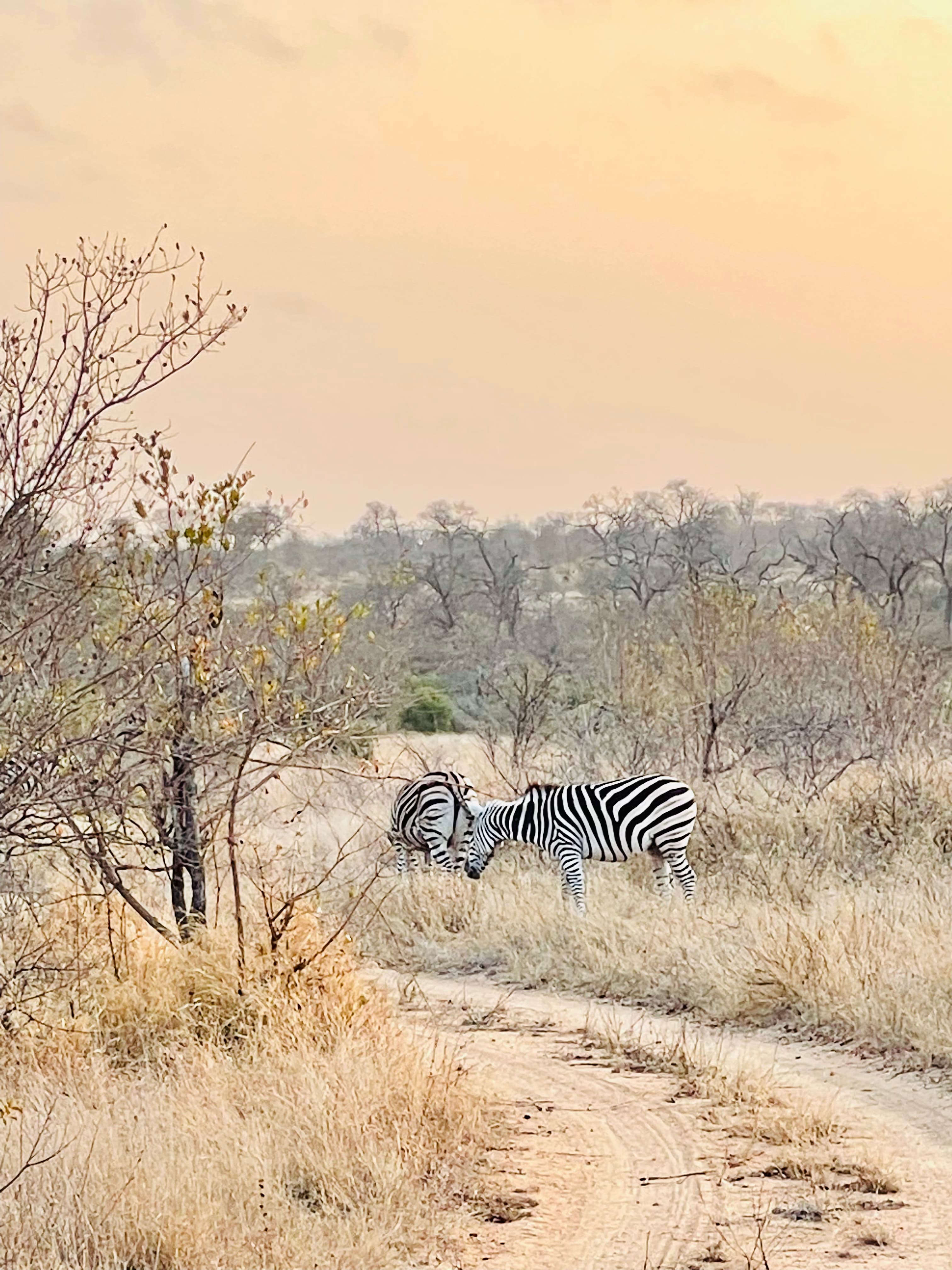 A photo of a zebra in its natural habitat surrounded by desert-like terrain.