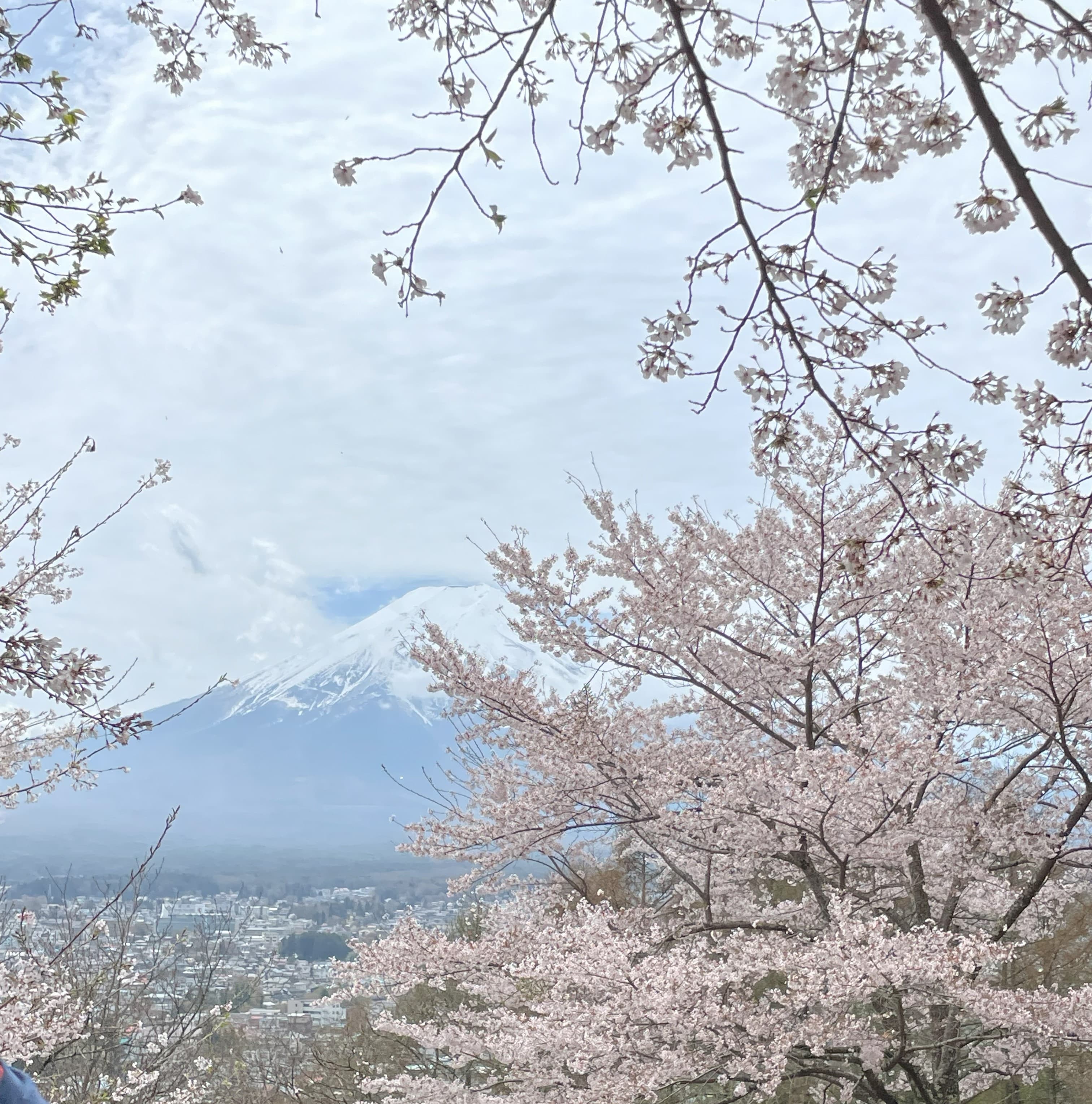 Beautiful flowers tree