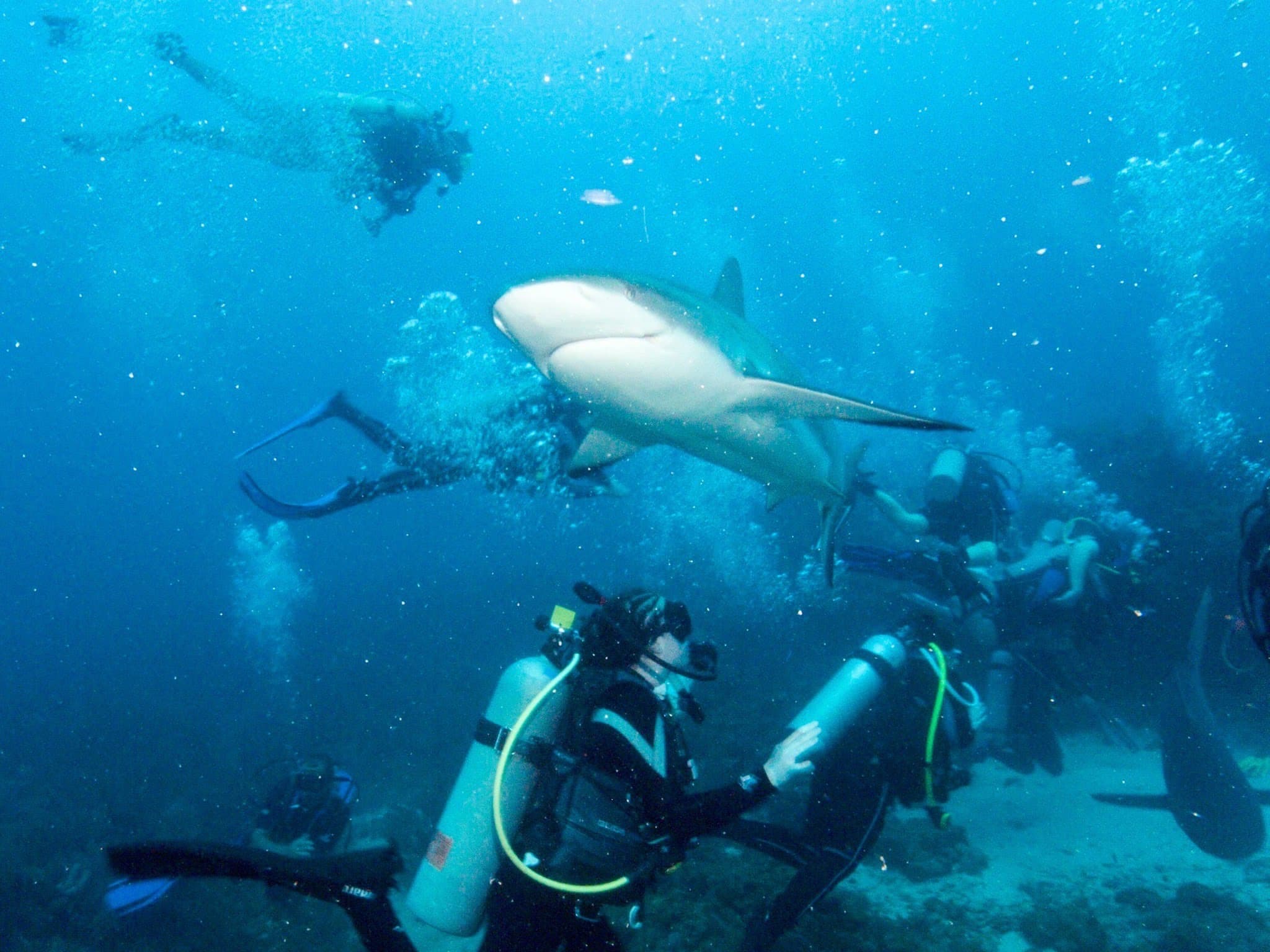 Picture of Maddie deep diving with Great white shark