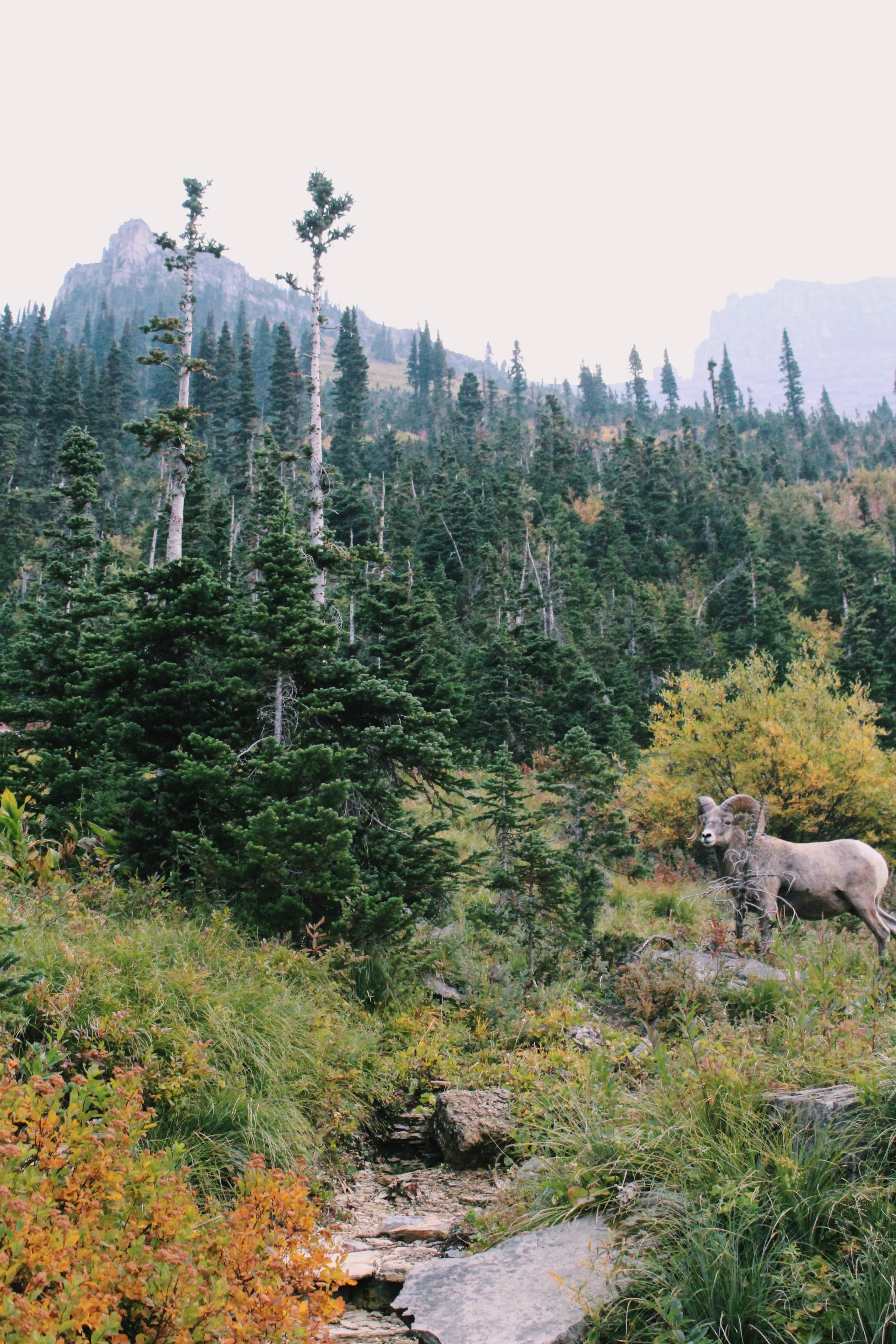 A beautiful view of mountains with trees and animals