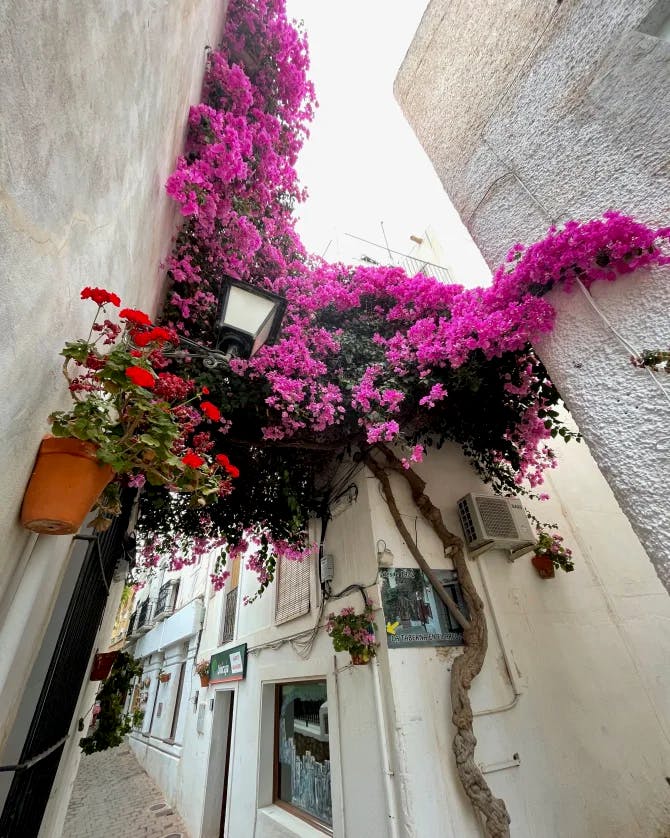 Beautiful bougainvillea growing along a stone wall down a narrow city street 