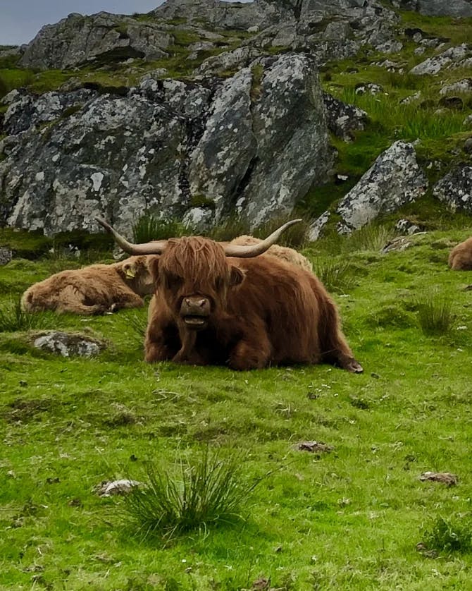 Picture of Highland cattle sitting on green grass with a large rock formation in the background