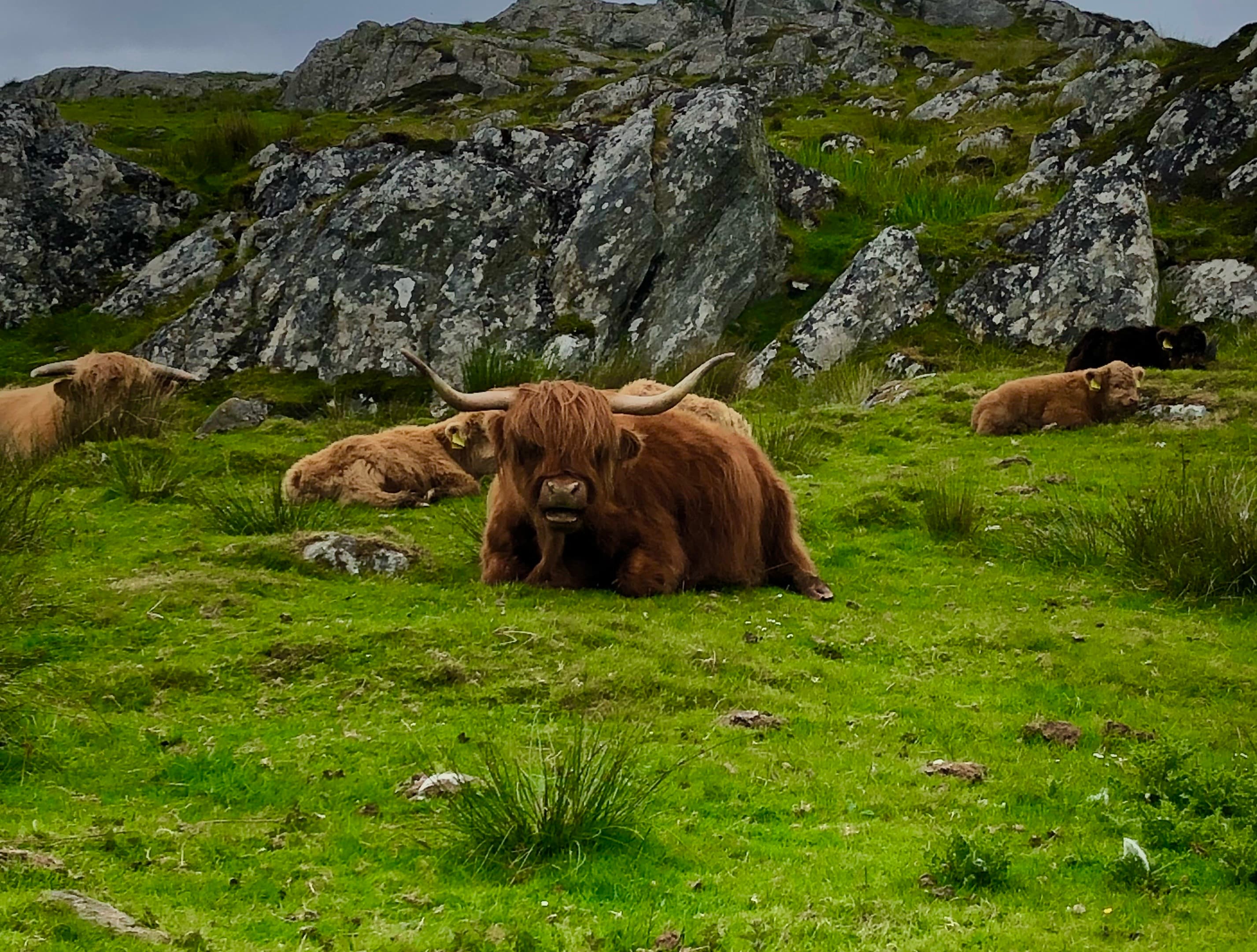Picture of Highland cattle sitting on green grass with a large rock formation in the background