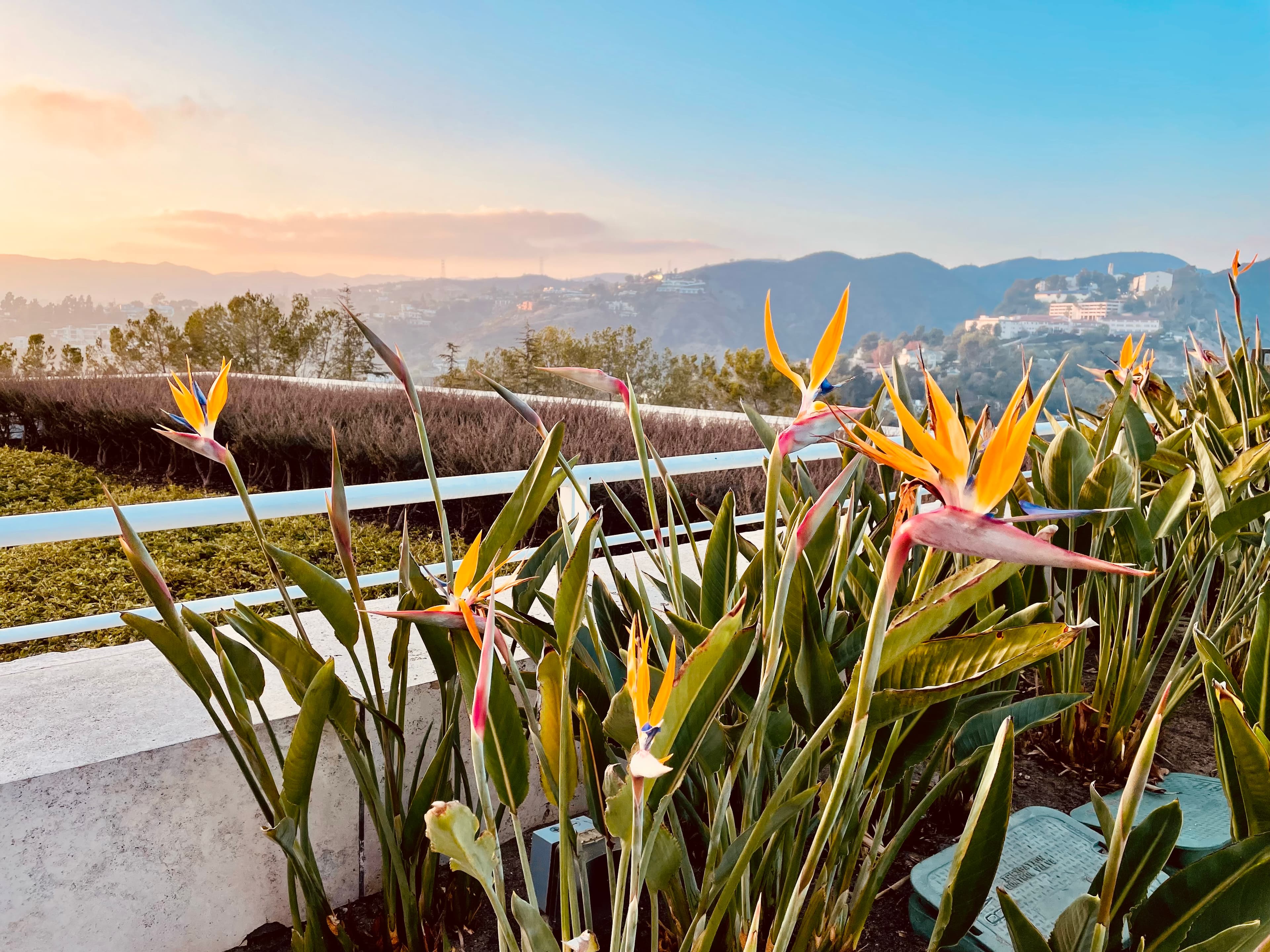 flowers in balcony