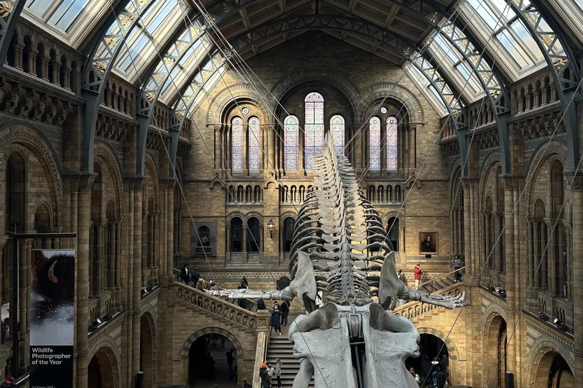 The inside of the Natural History Museum with a large skeleton in the middle 