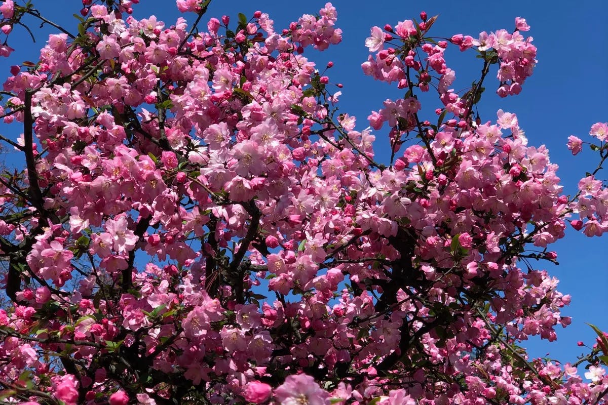 A picture of pink cherry tree during daytime.
