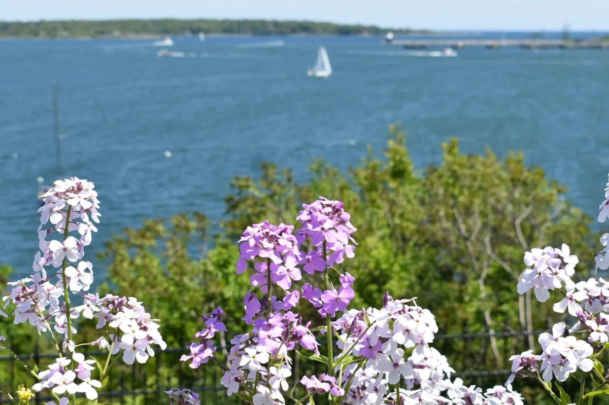 Purple and white flowers in front of a body of water.