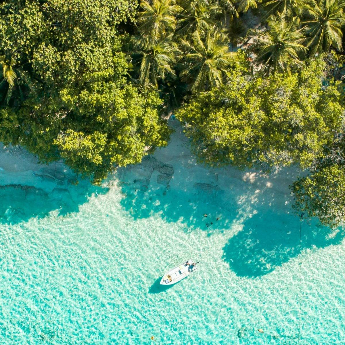 aerial shot of a lush jungle on the edge of a turquoise sea