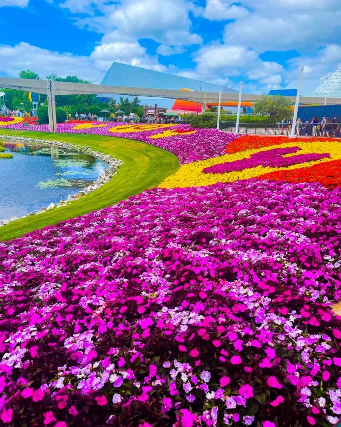 Beautiful garden of multi-colored flowers