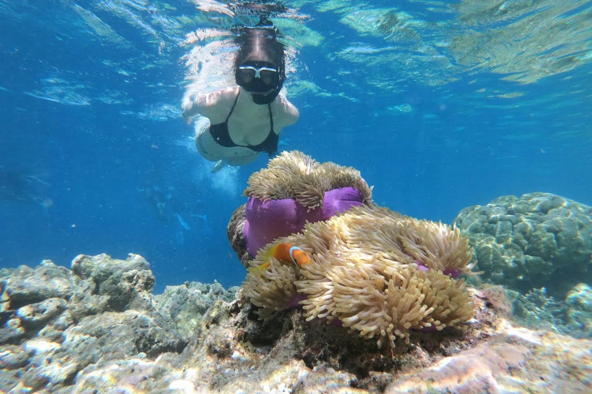 A person swimming underwater near a coral reef.