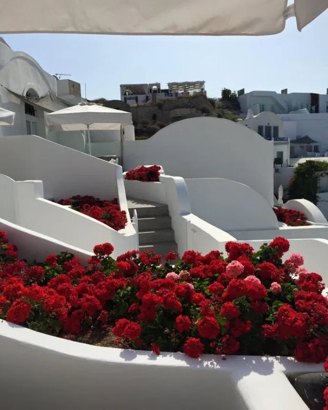 Beautiful view of red roses