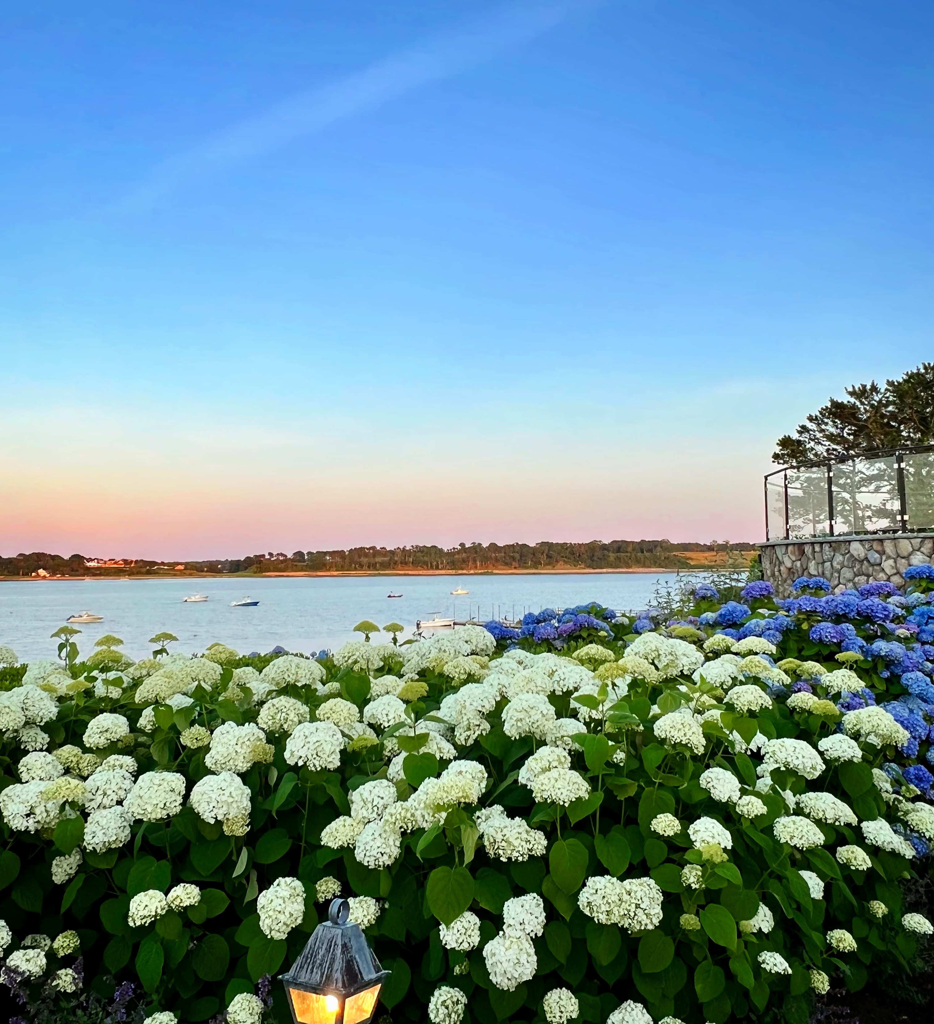 A bunch of white flowers
