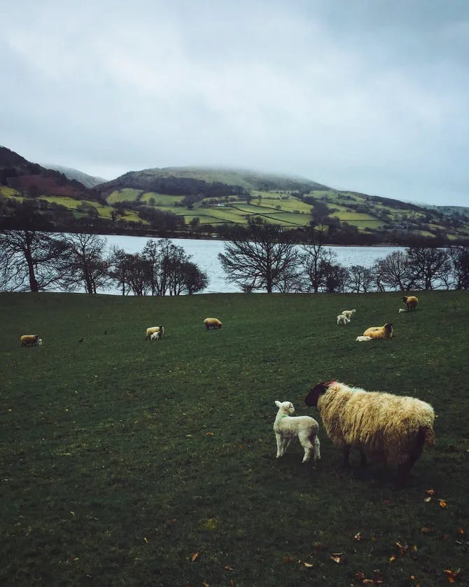 Sheep grazing near a lake