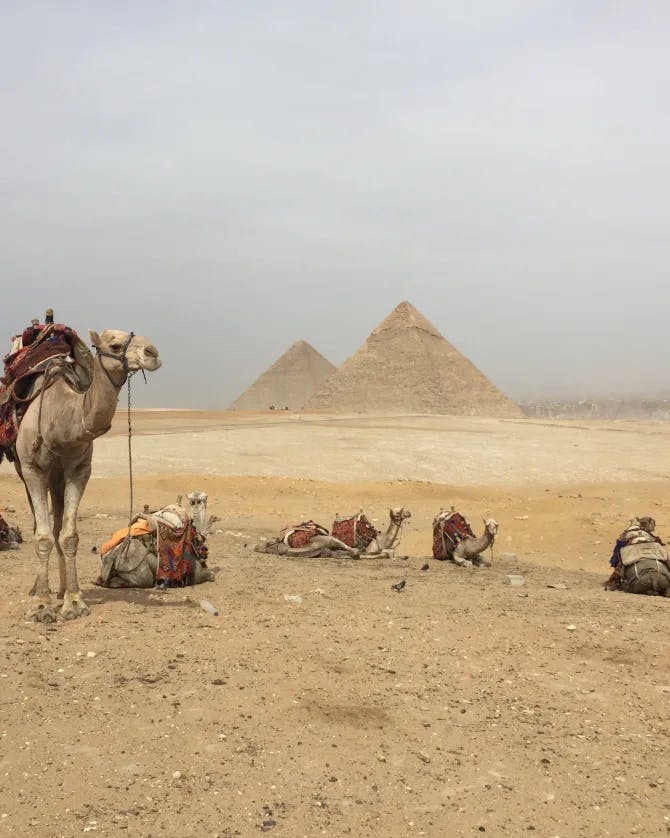 Picture of camels at Giza Necropolis with the great pyramids in the background