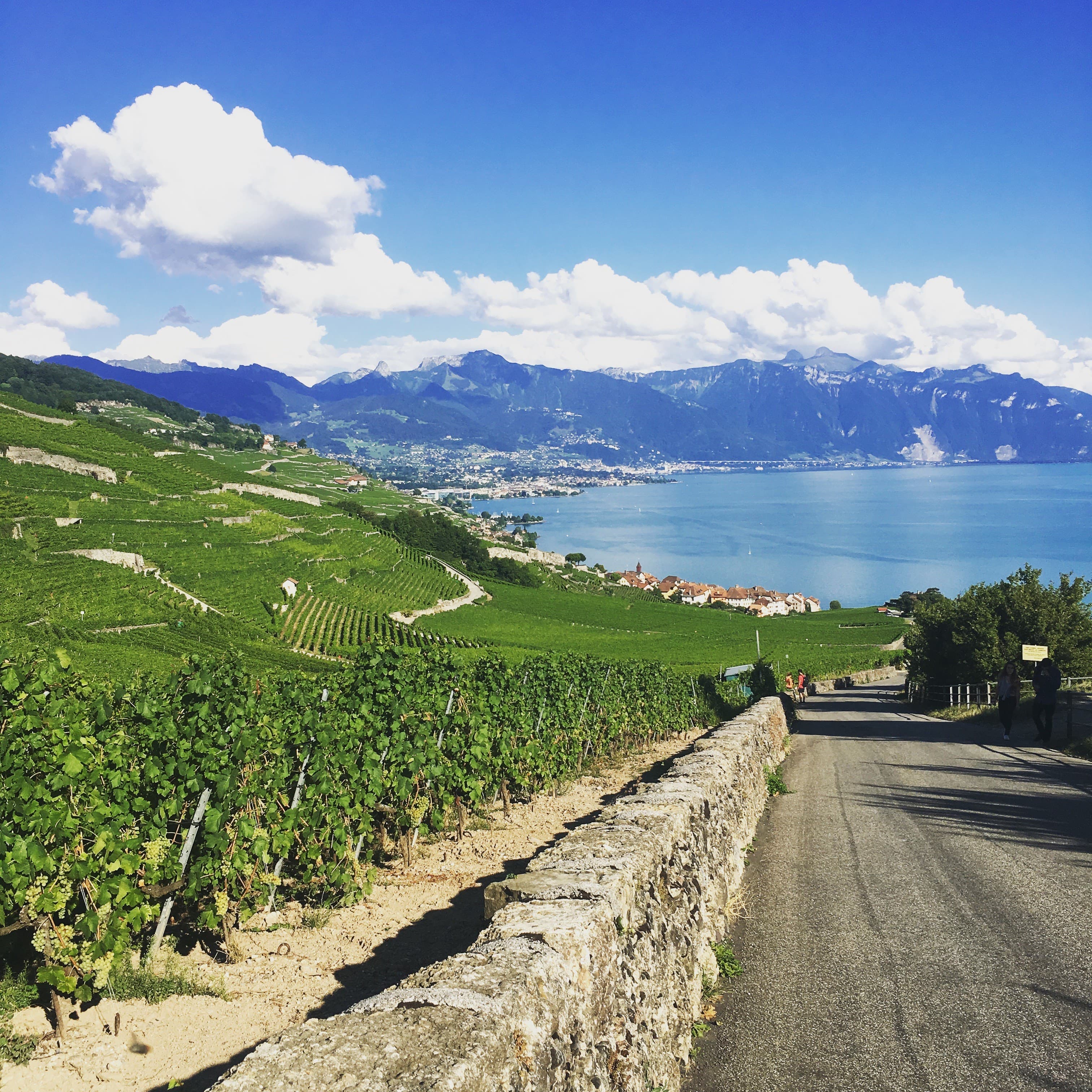 Road under blue sky and green roadside