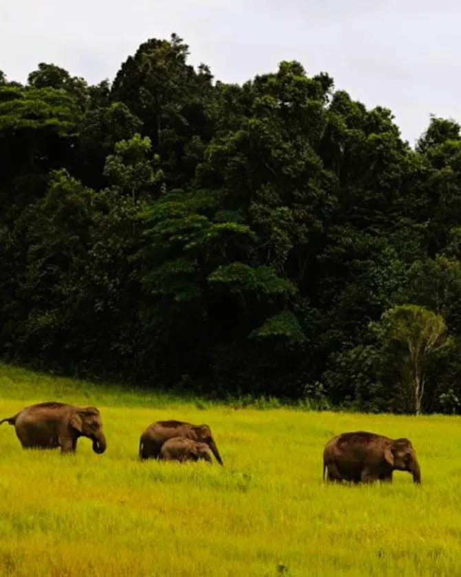 Picture of elephants