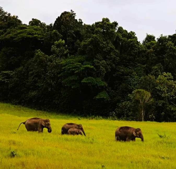 Picture of elephants