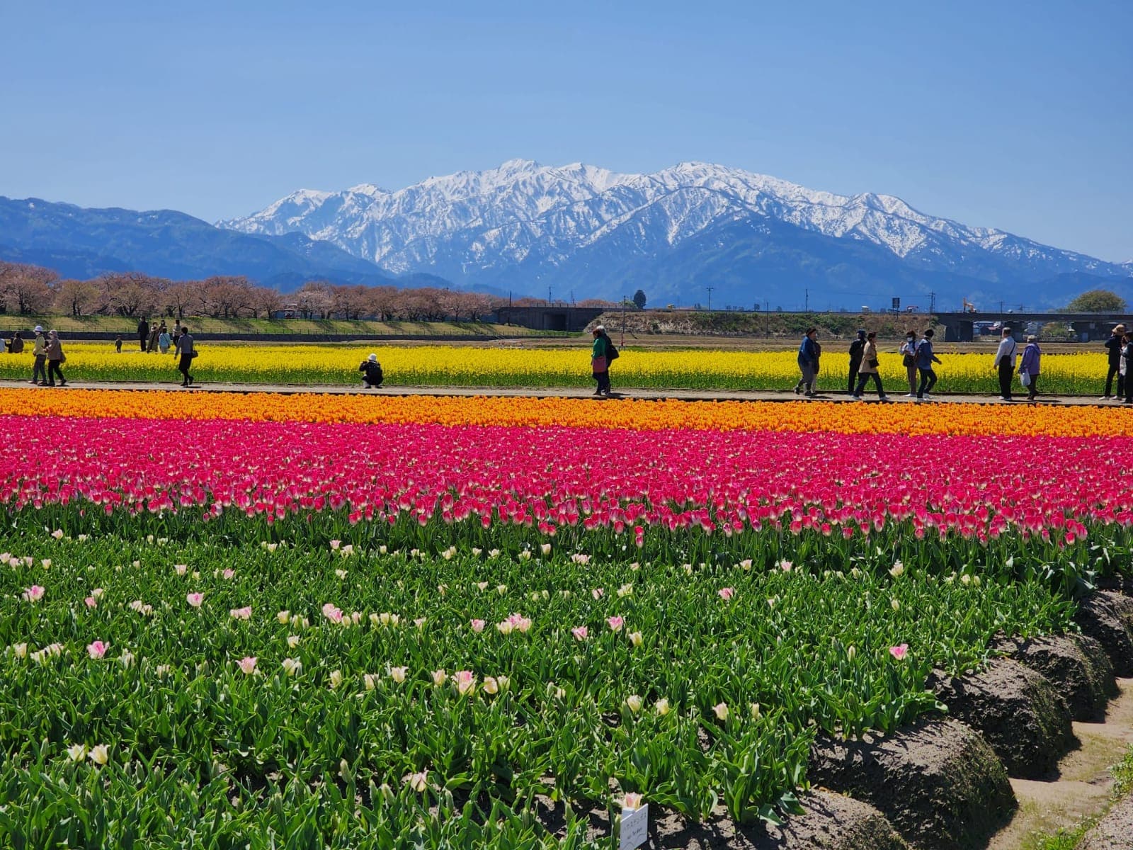 Beautiful flowers plantation