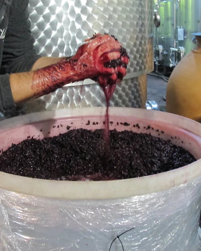 A person squeezing grapes with their hands over a bucket in a wine making building