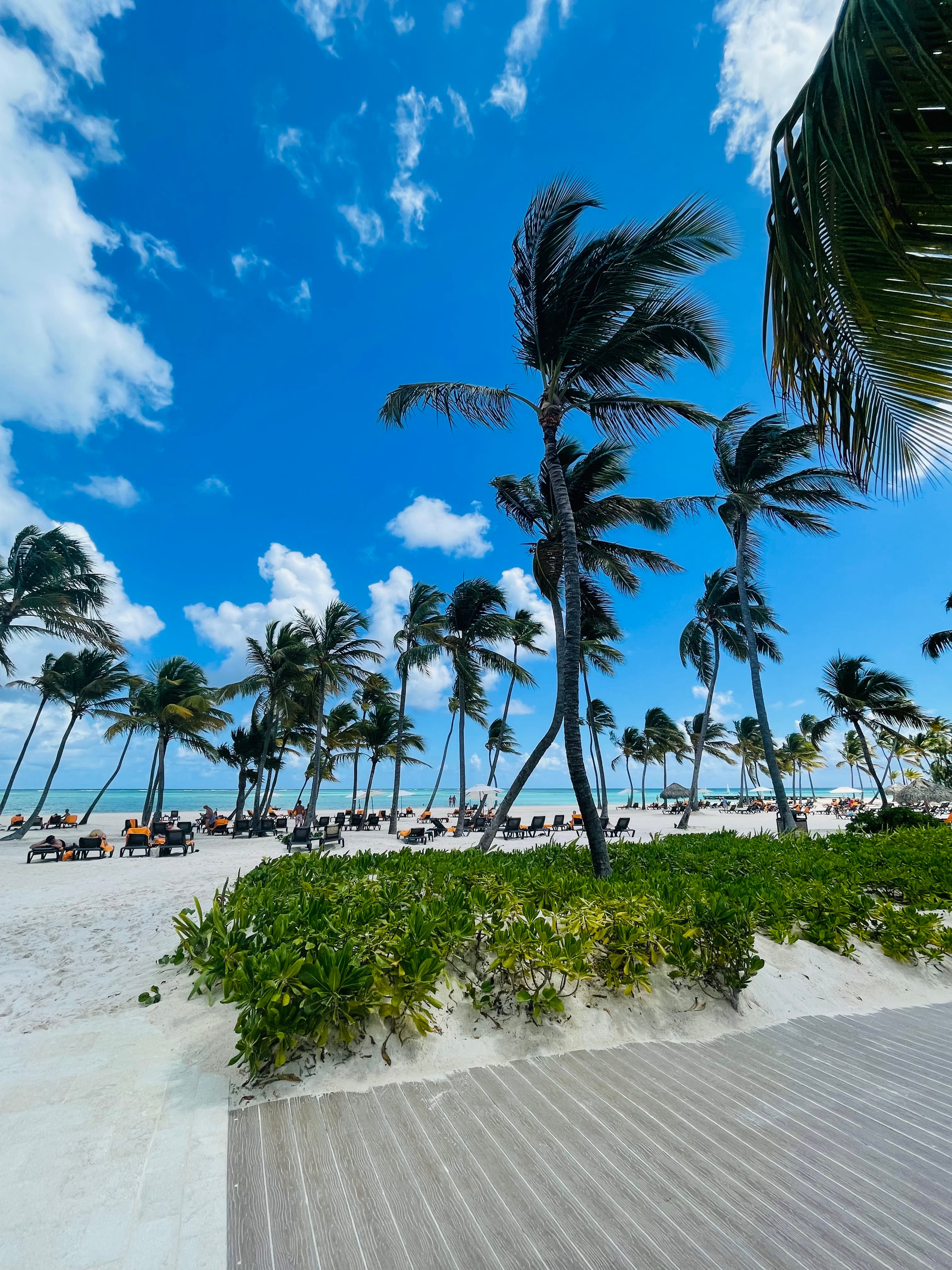 Palm trees swaying with the wind