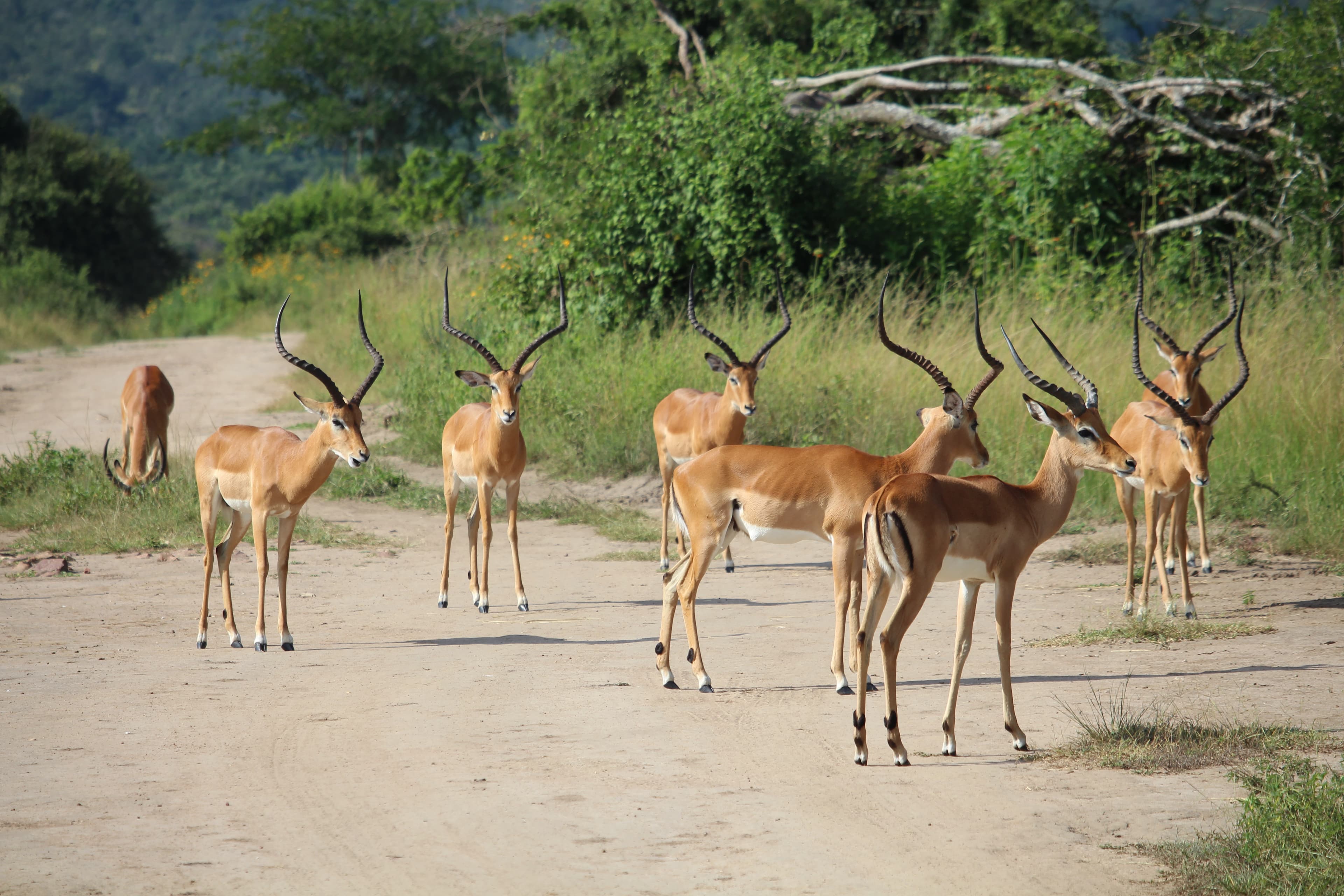 View of dears roaming