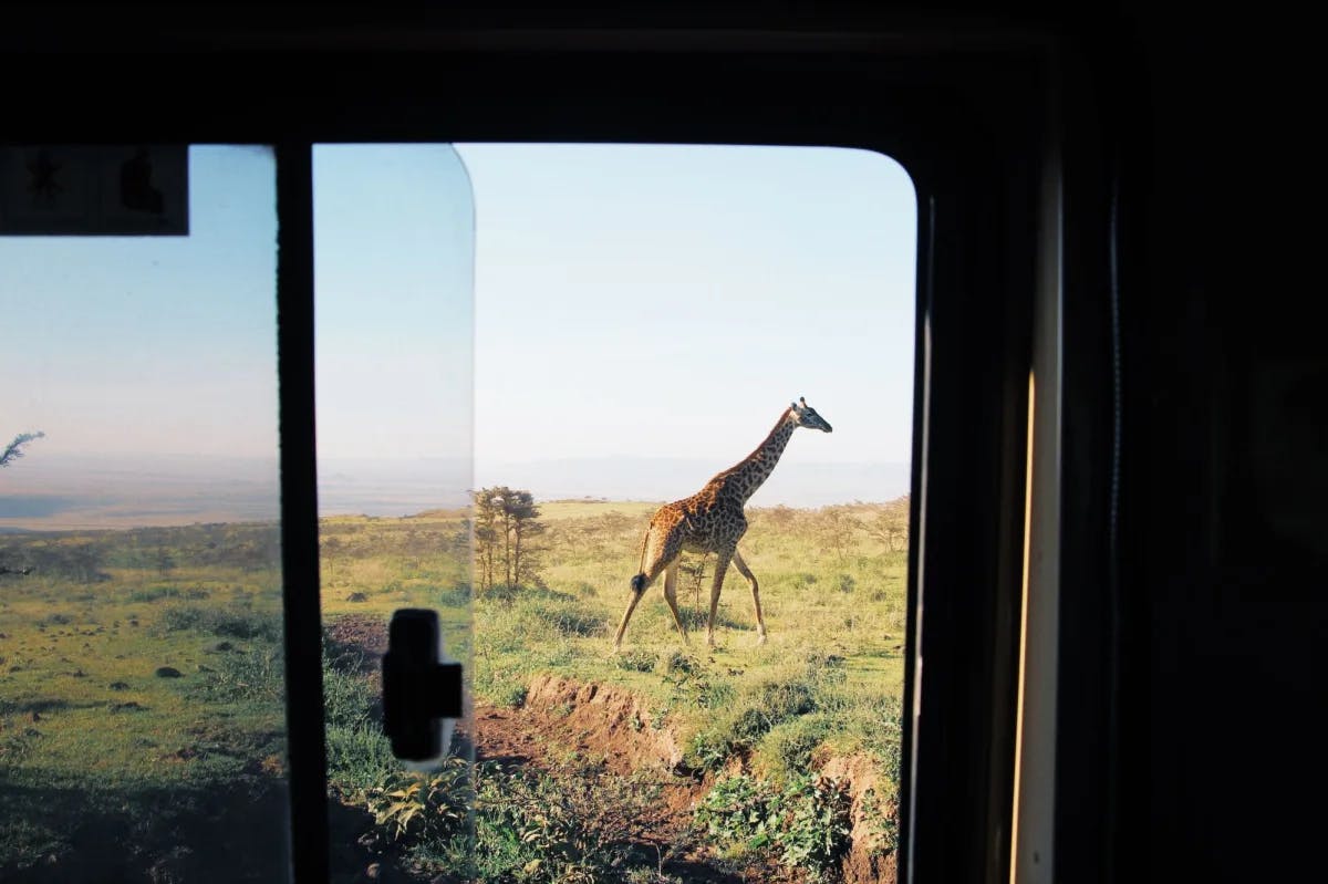 Through the window of a safari vehicle: a giraffe marches along an otherwise verdant and lonely savannah
