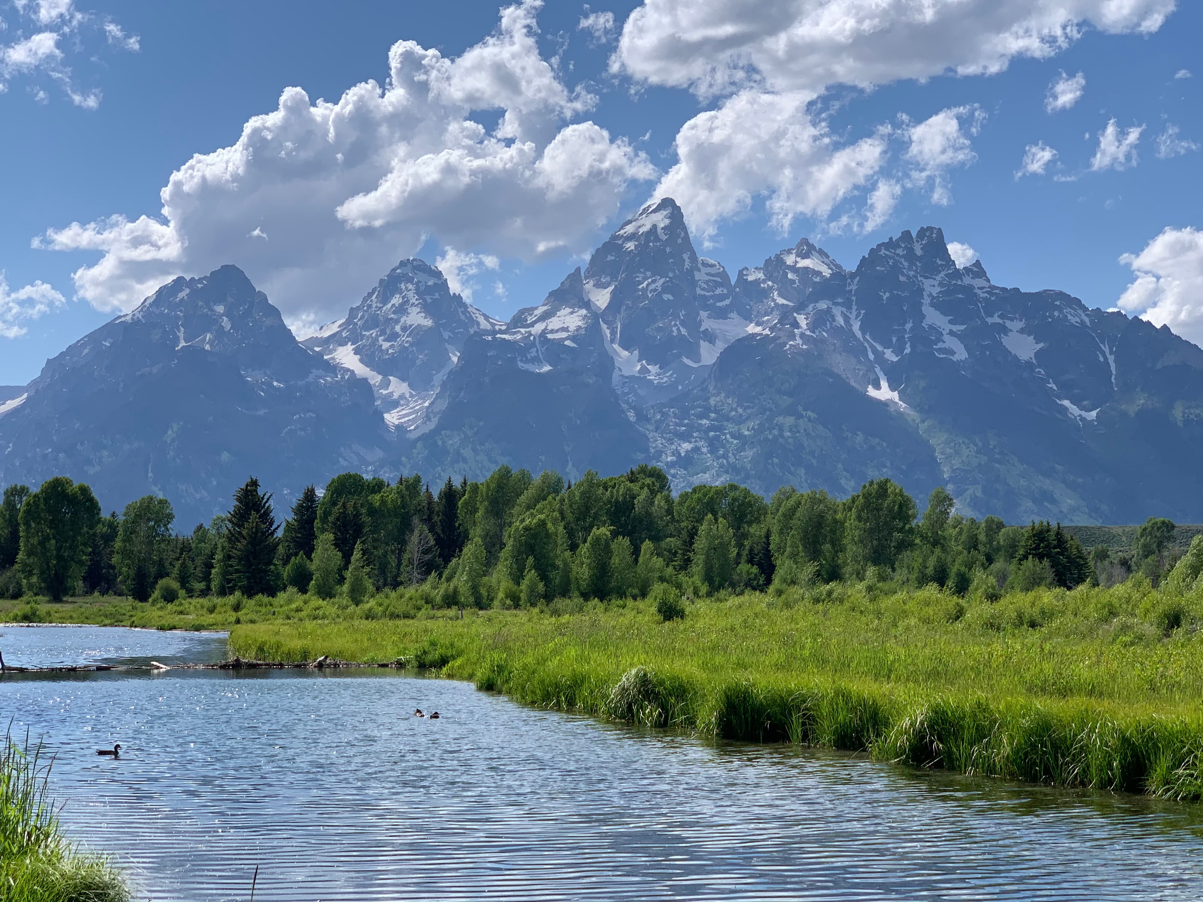 A beautiful view of snowy peaked mountains with pine trees, gras and a river in the forefront