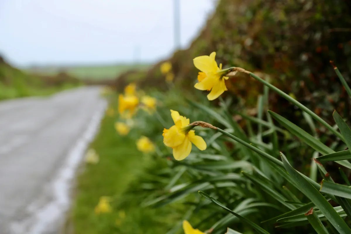 A picture of the daffodils on roadside during daytime.