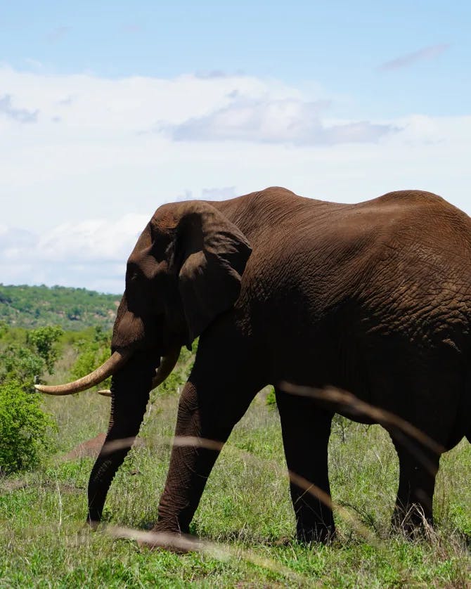 An elephant grazing through grassy terrain