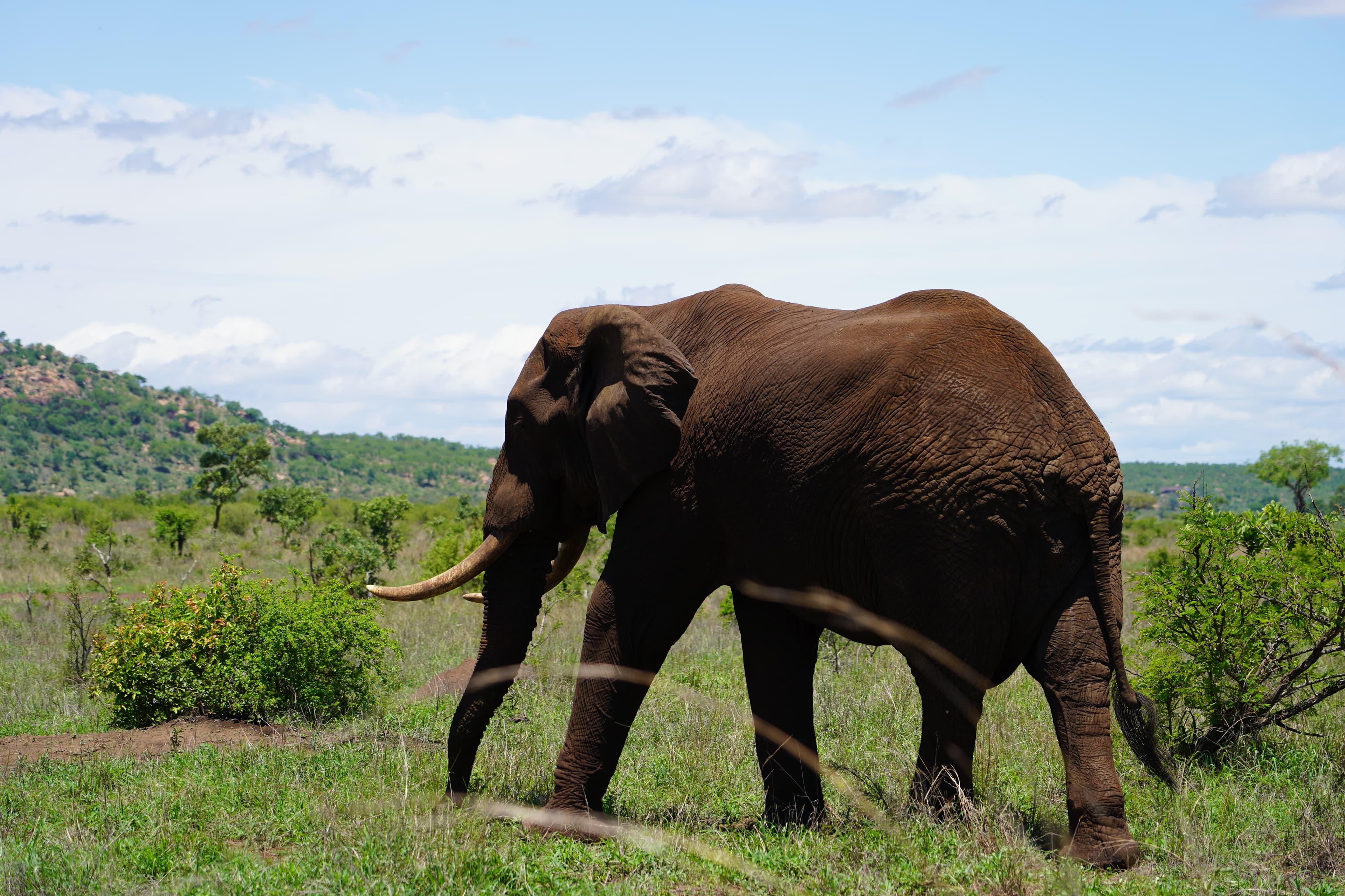 An elephant grazing through grassy terrain