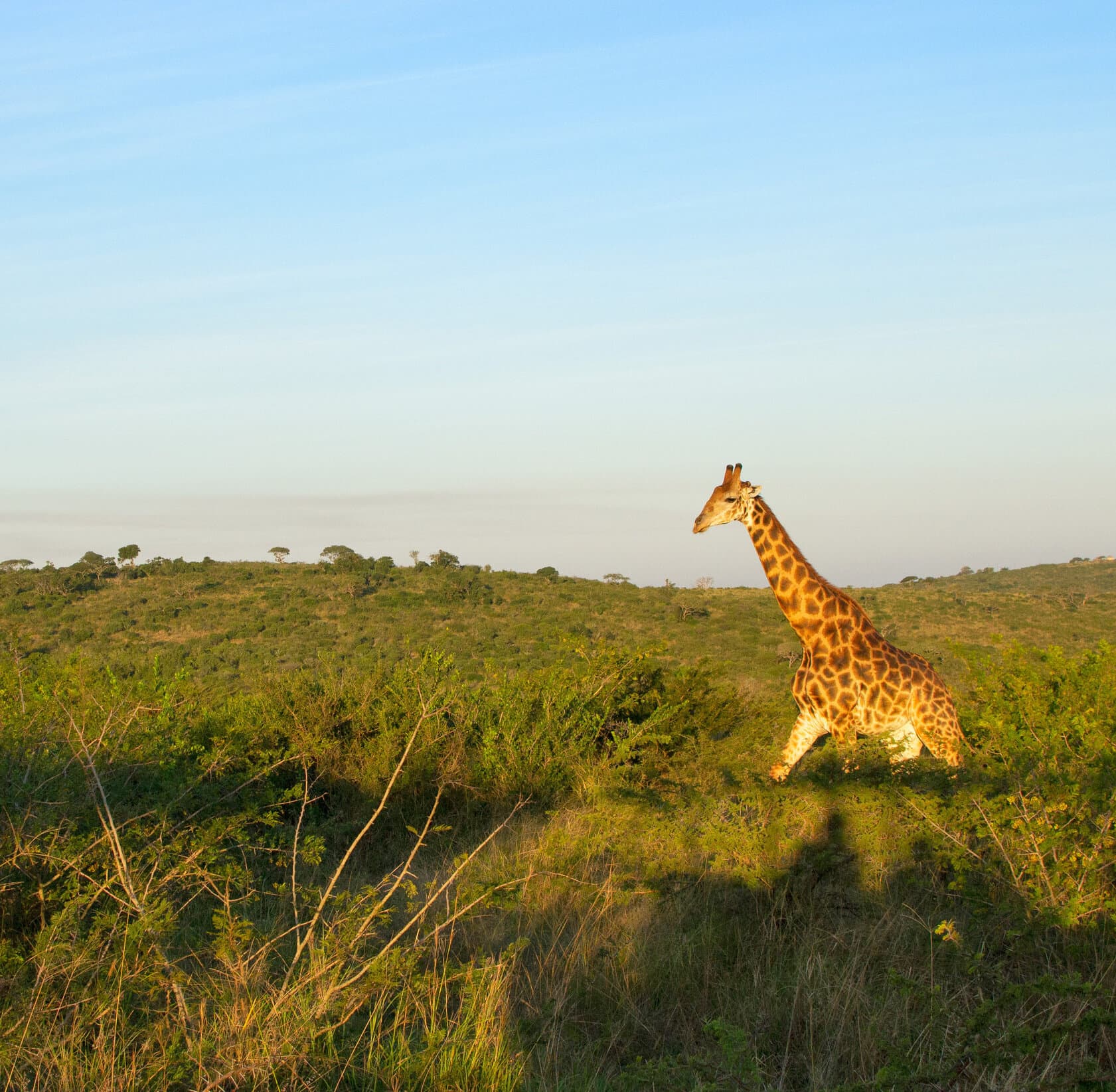 South Africa Giraffe