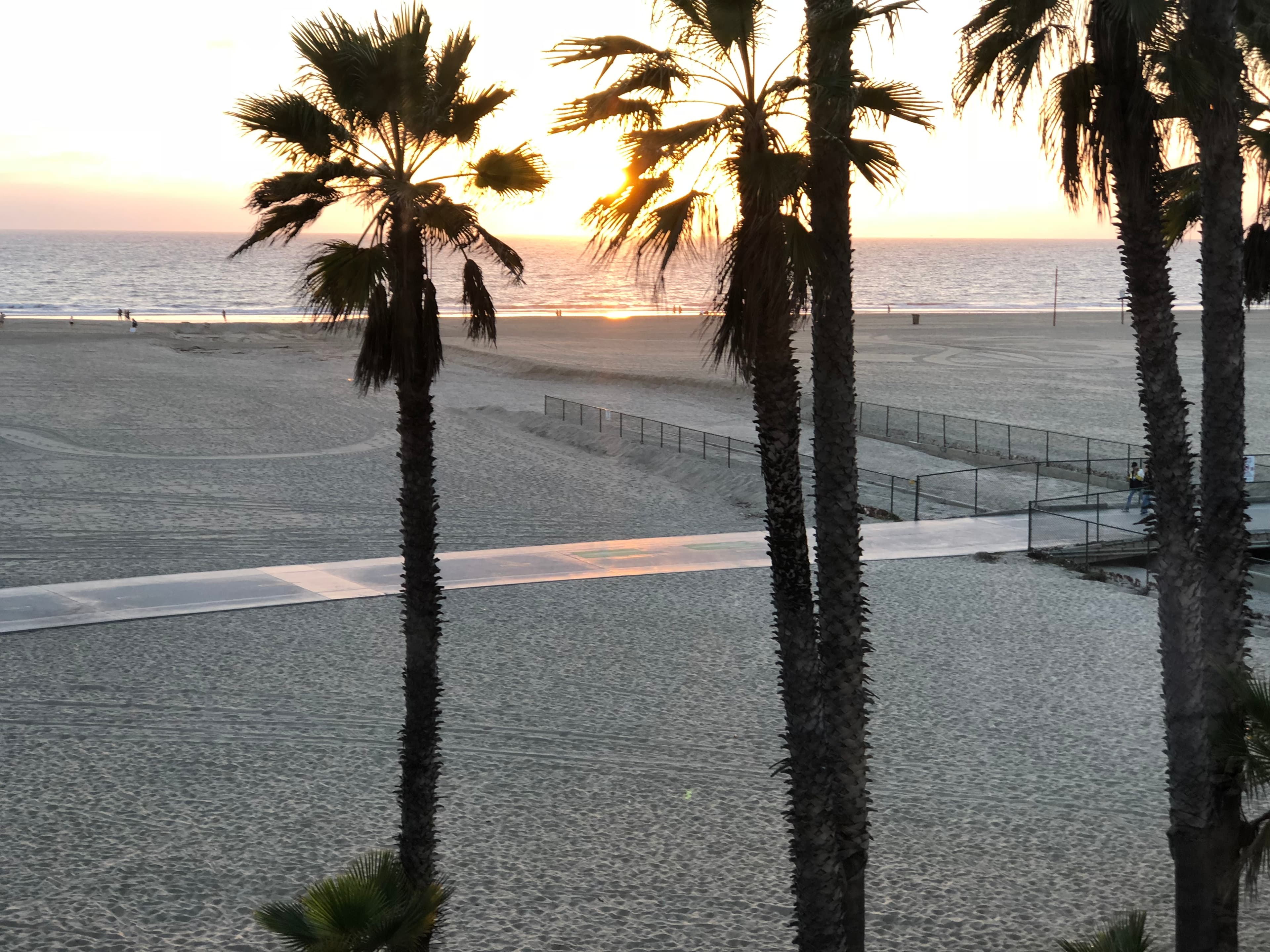 Palm trees on the beach