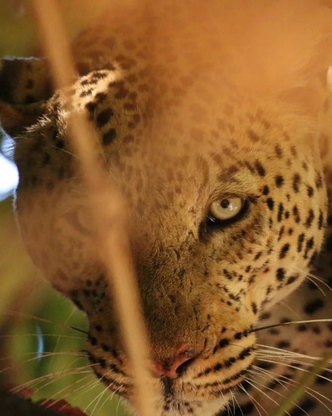 A close up of a cheetahs face in the safari