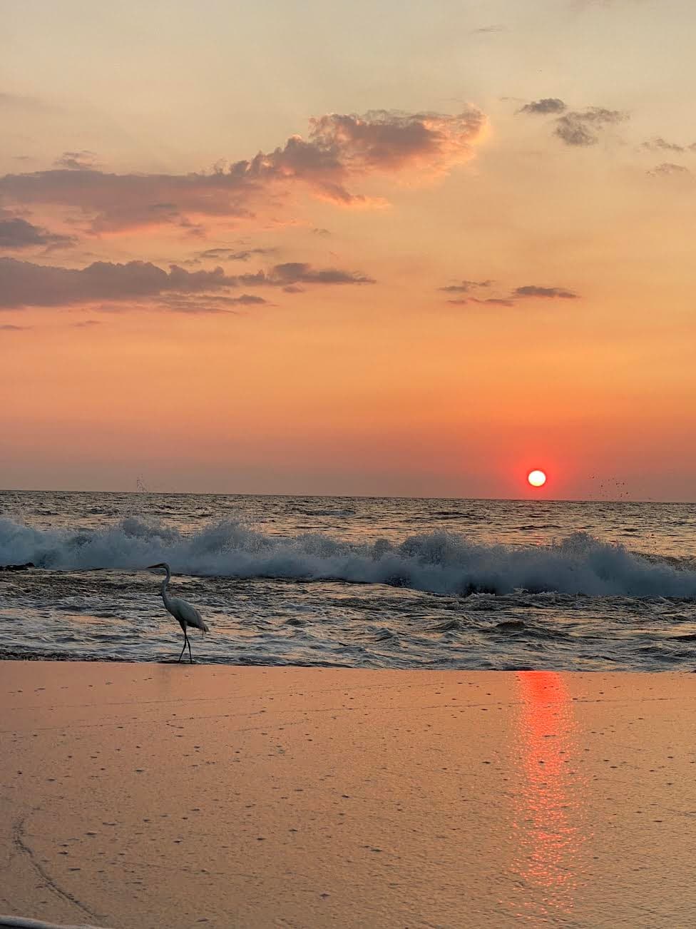 A beautiful view of sunset with bird at beach
