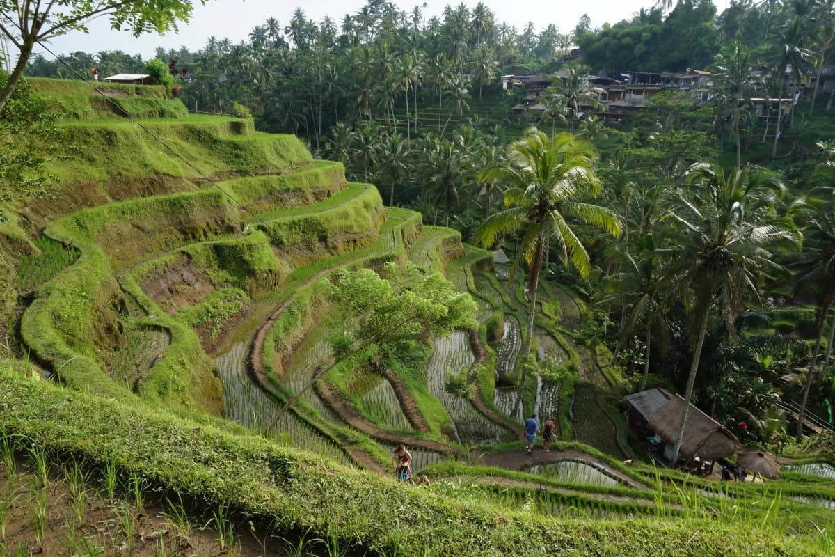 An aerial view of the rice terraces during the daytime.