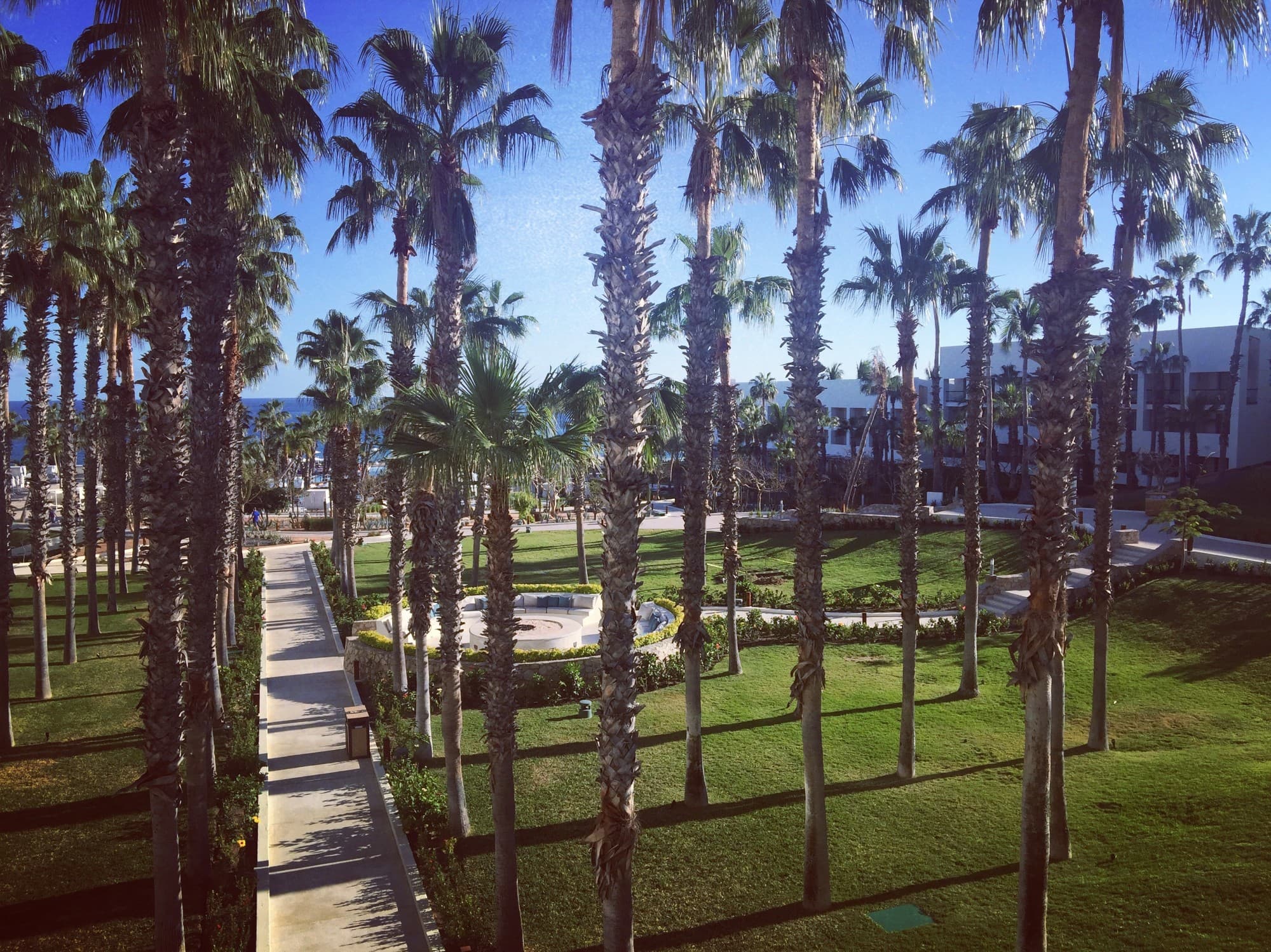 palm trees and grass