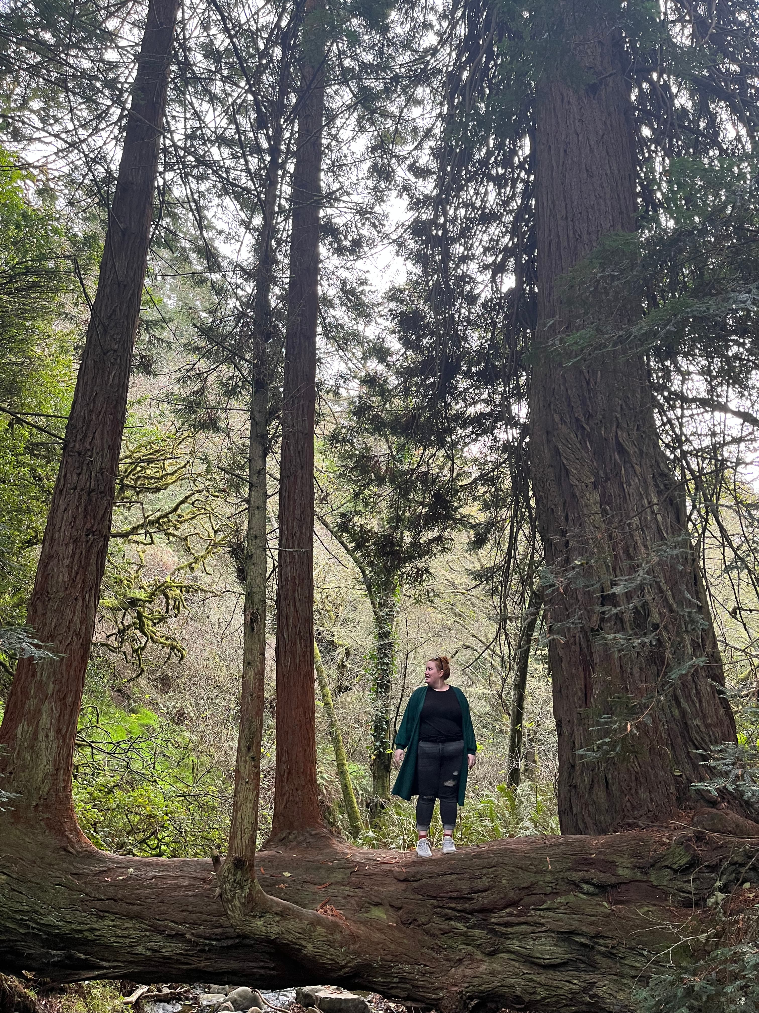 Emyli exploring a forest near three large tree trunks