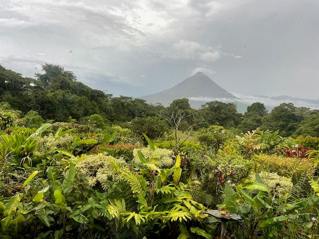 A volcano and green palms.
